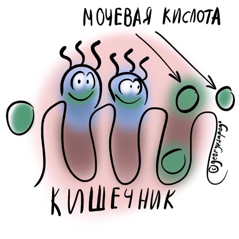 микробы наелись мочевой кислоты в кишечнике