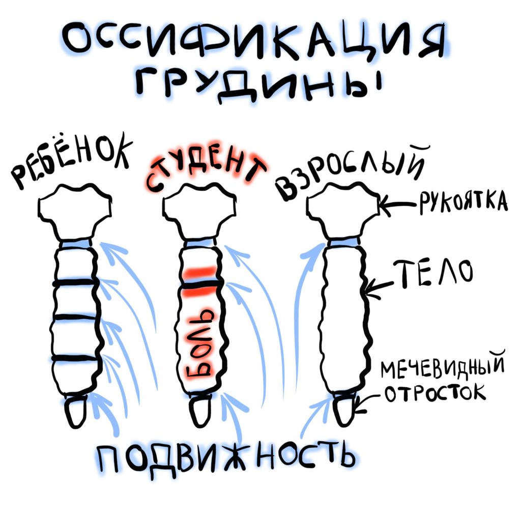 2 размер грудины фото