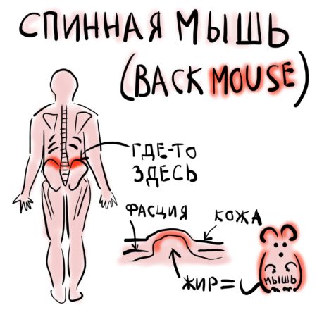 Спинная мышь
